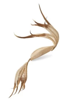 Lapsang Natural Percher Hat -Chic Hats Shop LAPSANG NATURAL 1